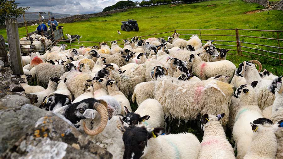 Swaledale sheep ready for innoculation shots on a farm in Yorkshire Dales National Park in the valley of the River Swale