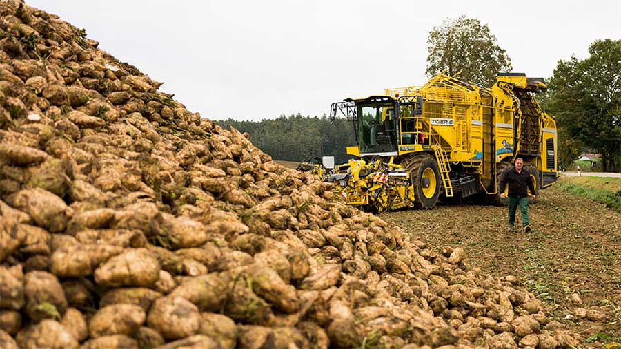 The Tiger 6S pictured in the background beside a large pile of potatoes 