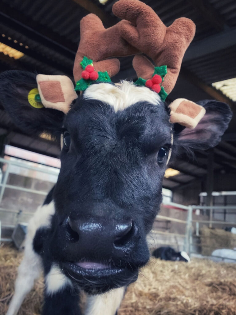 Cow with antlers