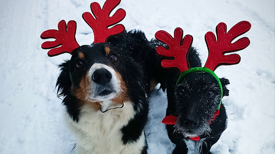 Fly (working collie) and Boss (terrier) in the Christmas spirit © Caroline Hodkin