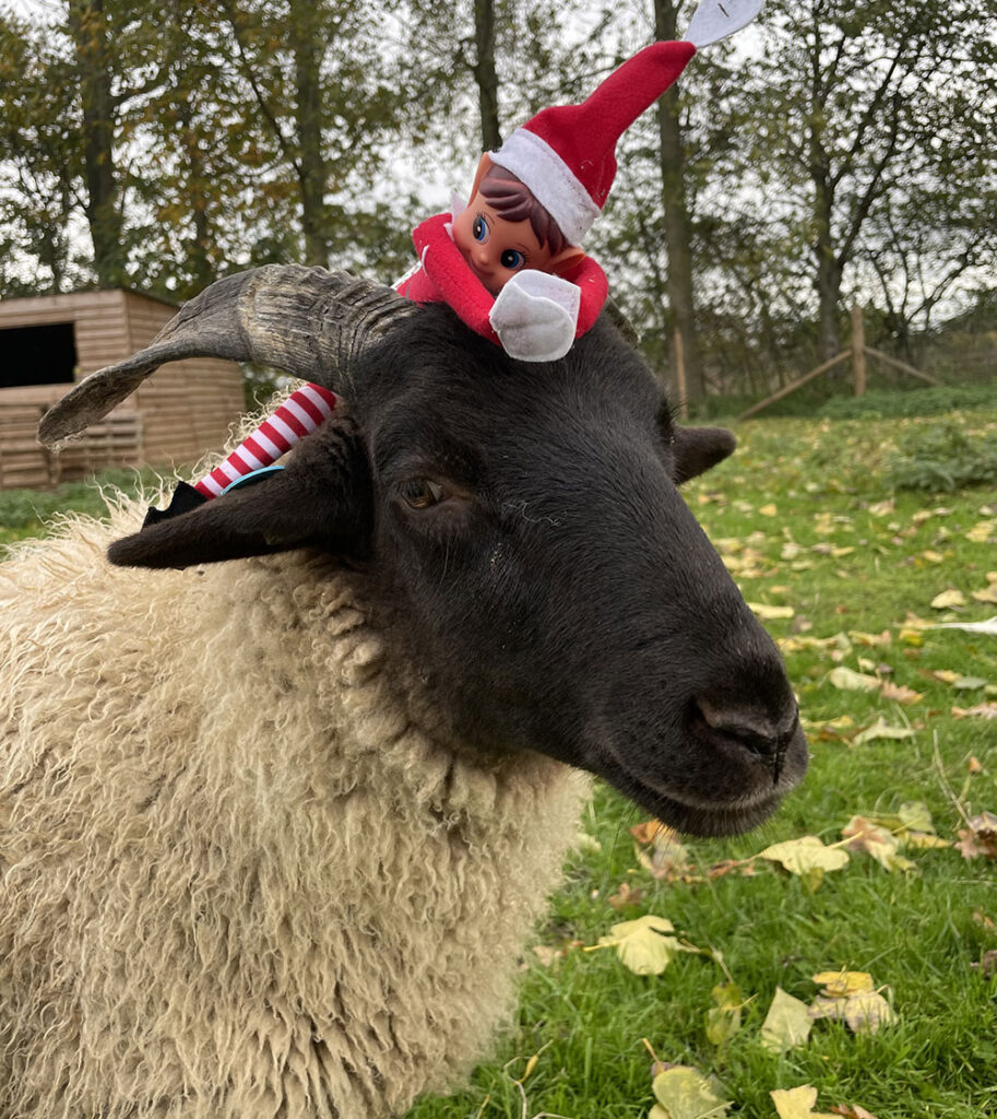 Ewe lamb with Christmas elf