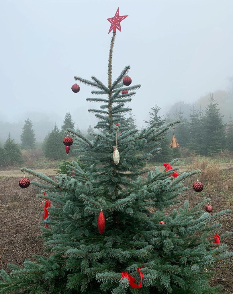 Real Christmas tree with decorations in tree nursery