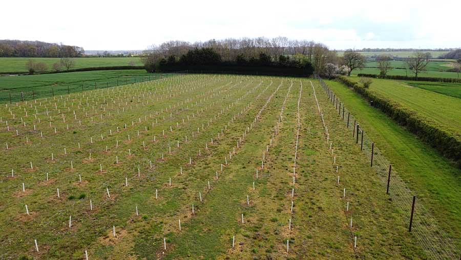 New planted trees on Vincent Hedley's farm