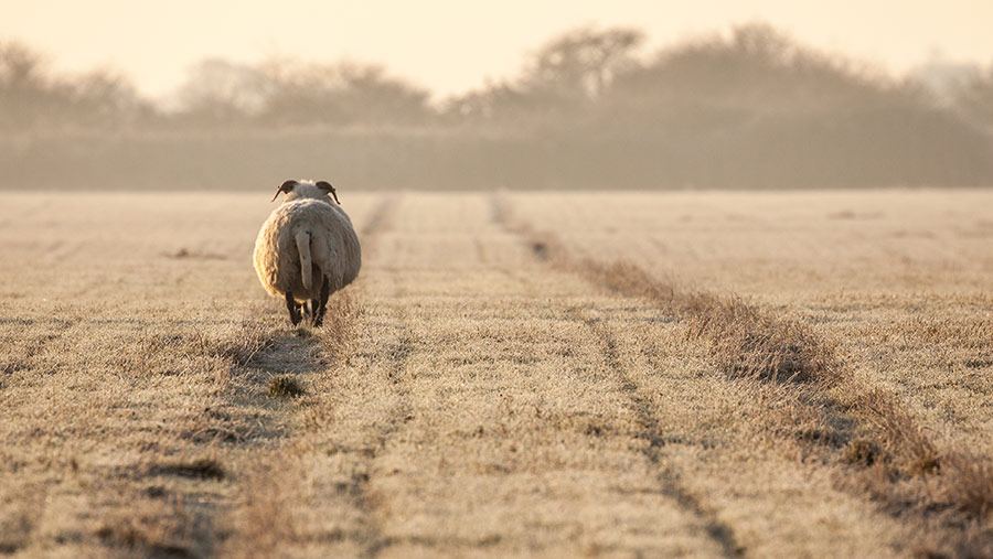 © mreco/Adobe Stock