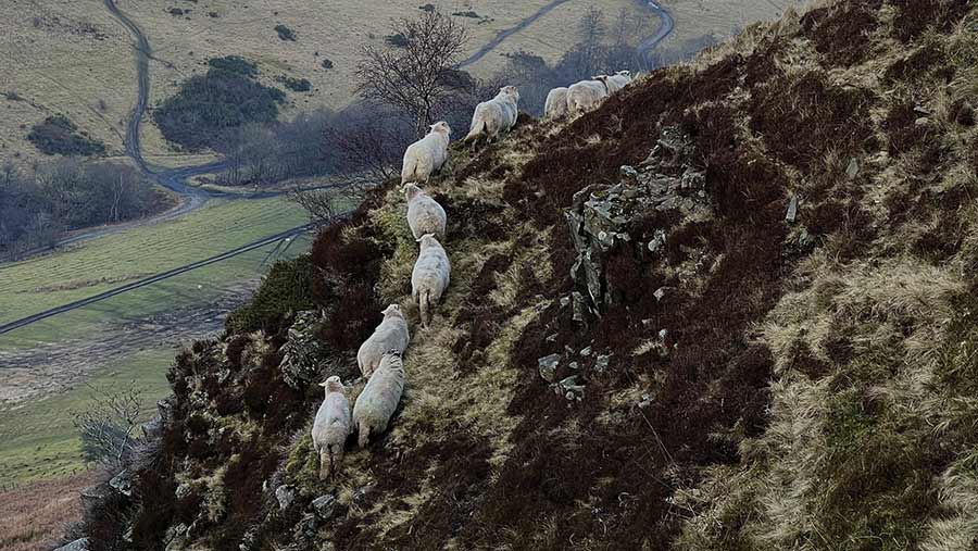 Sheep on hill in the Welsh valleys