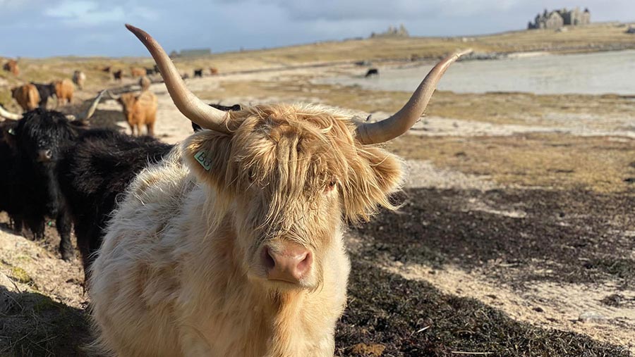 Highland cattle on Vallay shoreline
