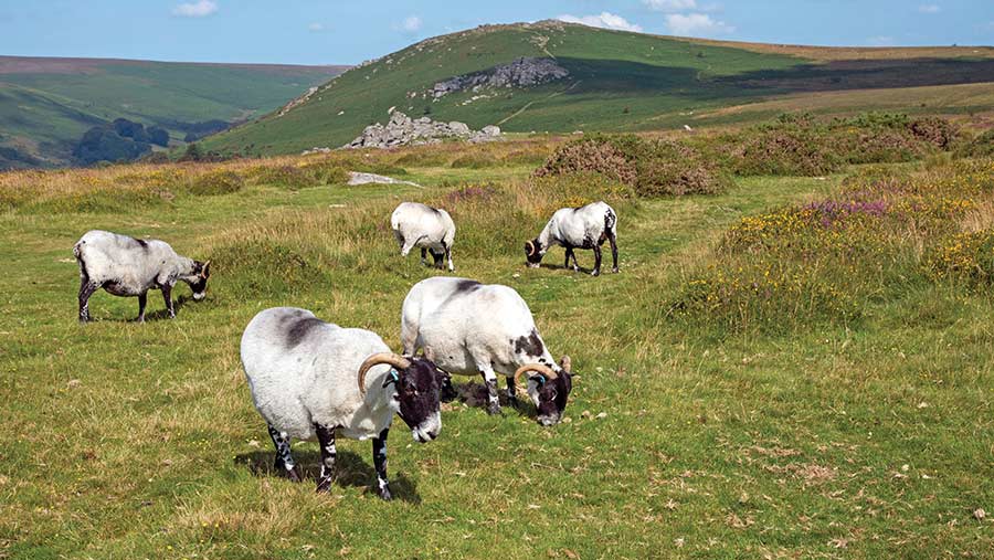 Sheep on Dartmoor