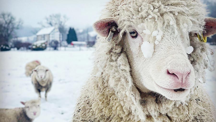 Dorset ewes in the snow