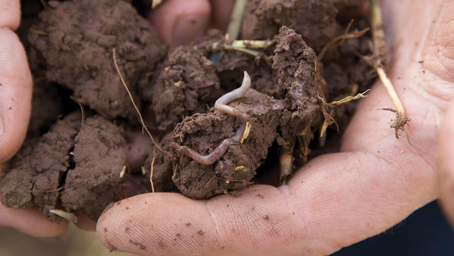 Eartworms in soil
