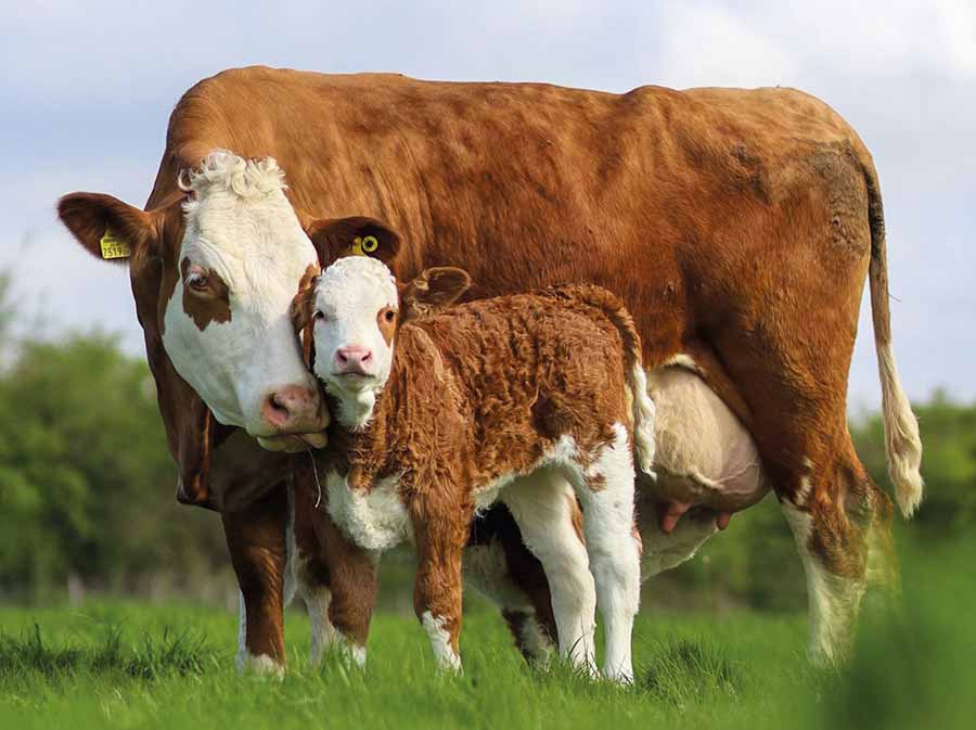 Cow and calf