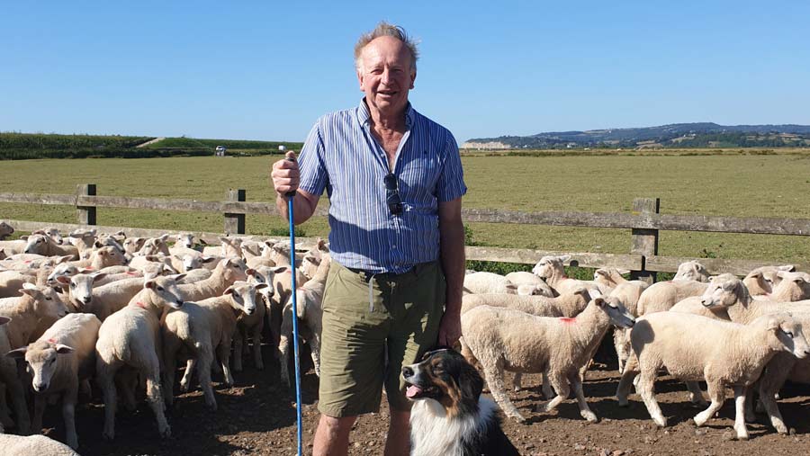 Frank Langrish standing with Romney ewe lambs and sheep dog