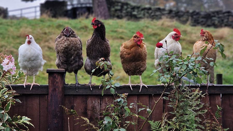 Hens lined up on a fence