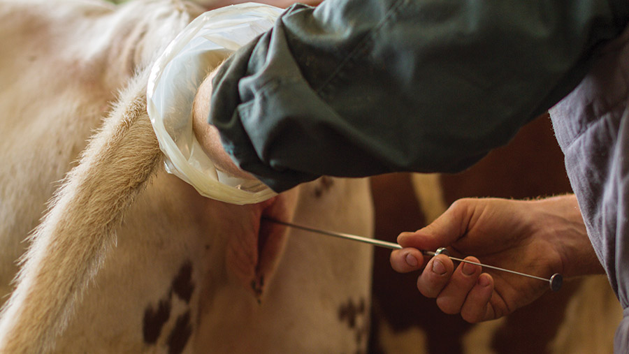 artificially inseminating a cow