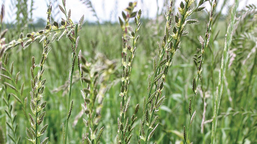 Ryegrasses top for upper SI in trials