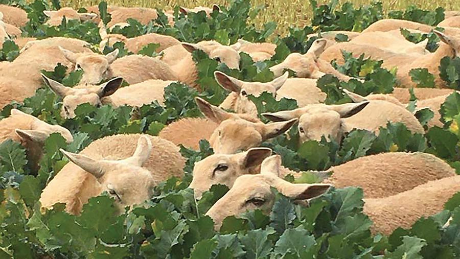 Lambs in kale