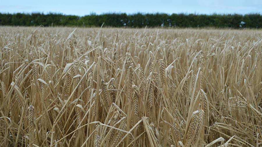 ripe Laureate variety spring barley