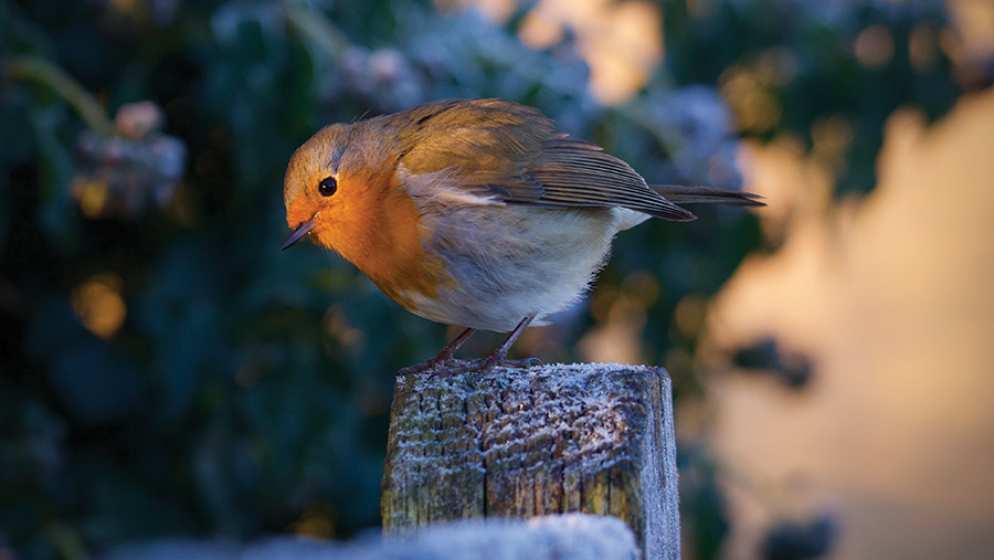 Robin on gatepost