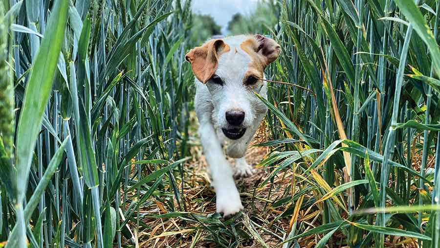 Dog (Loki) walking through a crop