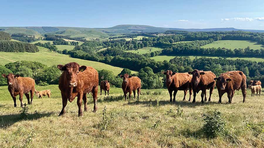 Saler cows in field