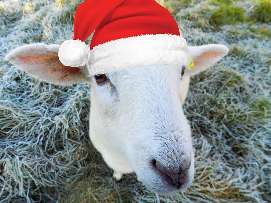 Ewe lamb wearing a Christmas hat