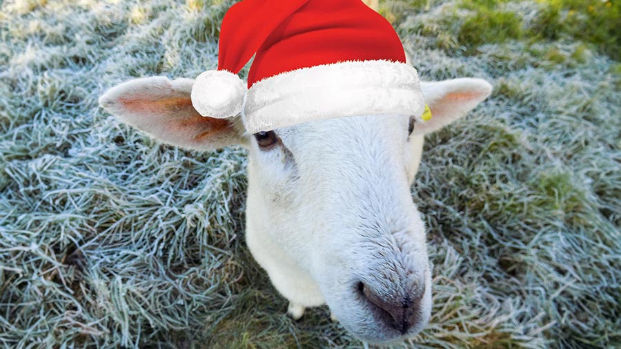 Photo of the Week: No baaaa humbug this Christmas - Vimarsana News