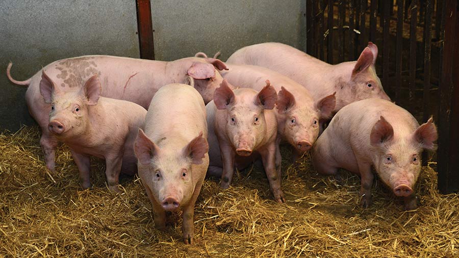 Gene-edited pigs standing on hay