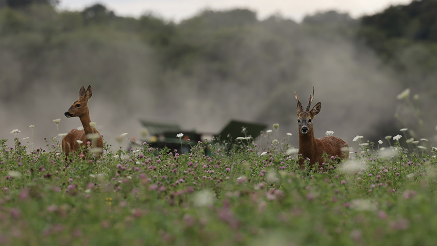 Pair of roe deer in a field of spring barley, in the shadow of a dusty combine harvester