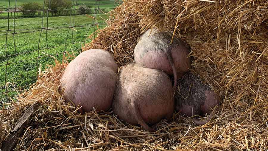 Pigs huddled together in straw