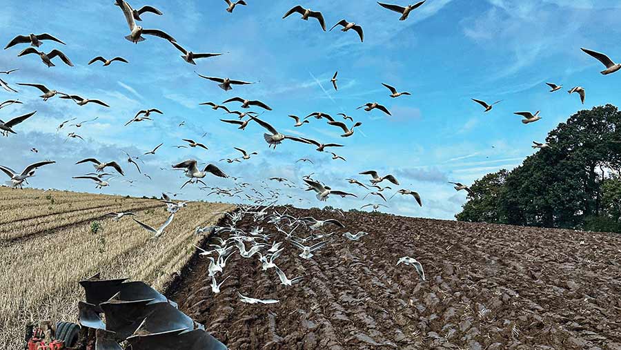 Seagulls flying above a ploughing scene