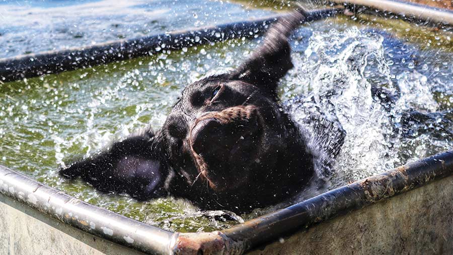 Rosie the Labrador splashing in the water in a trough