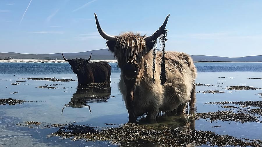 Ardbhan highland cattle summering in sea water and eating seaweed