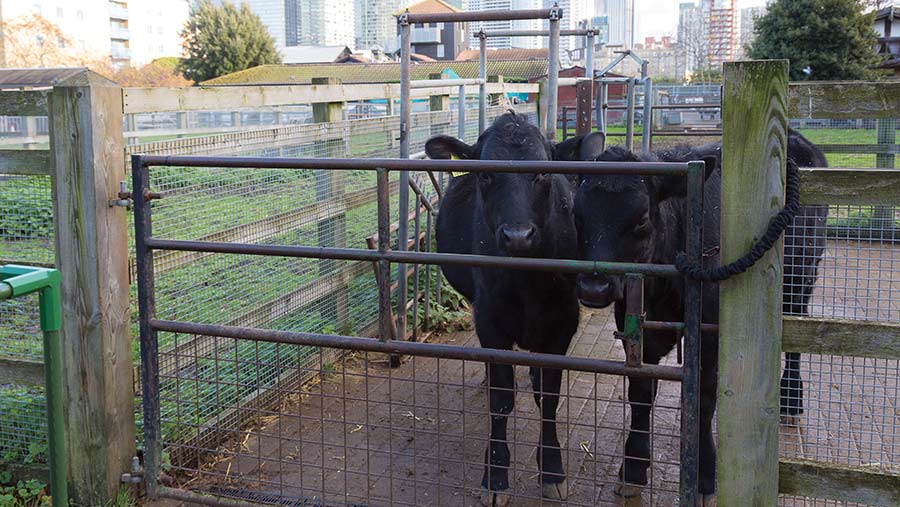 Angus-cross bullocks in an enclosure