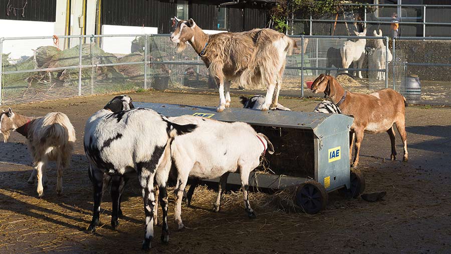 Goats feeding in an enclosure