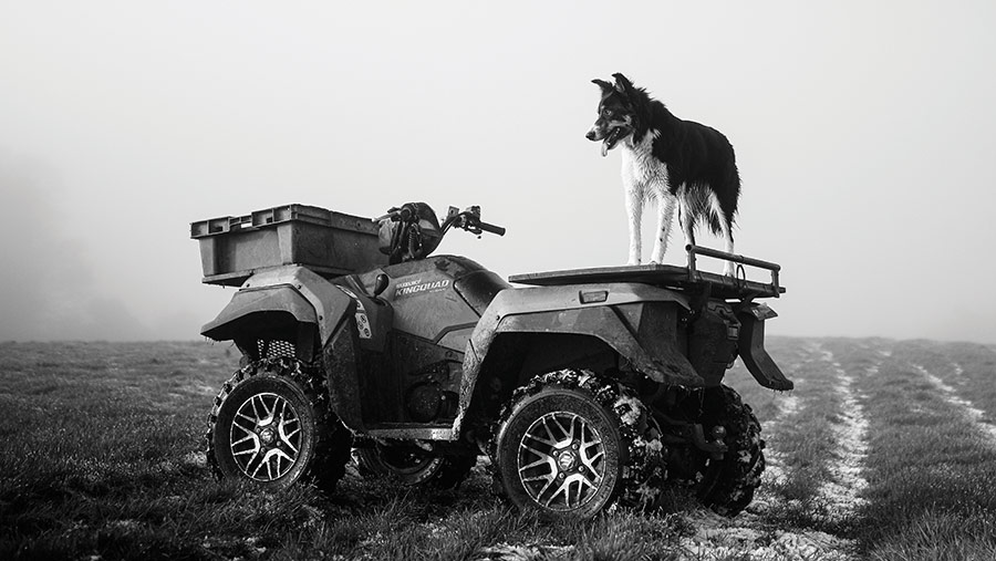 Sheepdog on a quad