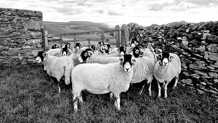 Swale ewes in a field by a farm gate