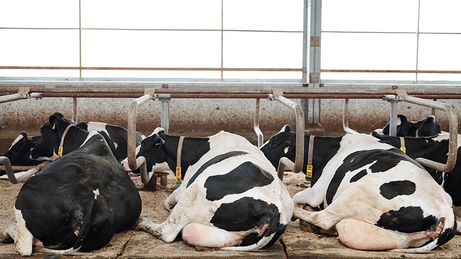 Forget straw - we're using sand for cows to lay on