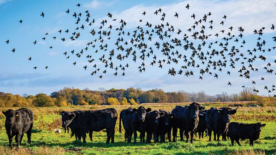 Cattle in field with starlings