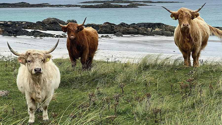 © Ardbhan Highland Cattle