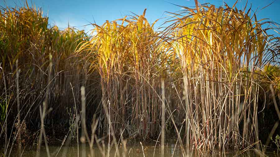 Miscanthus crop flooded by water