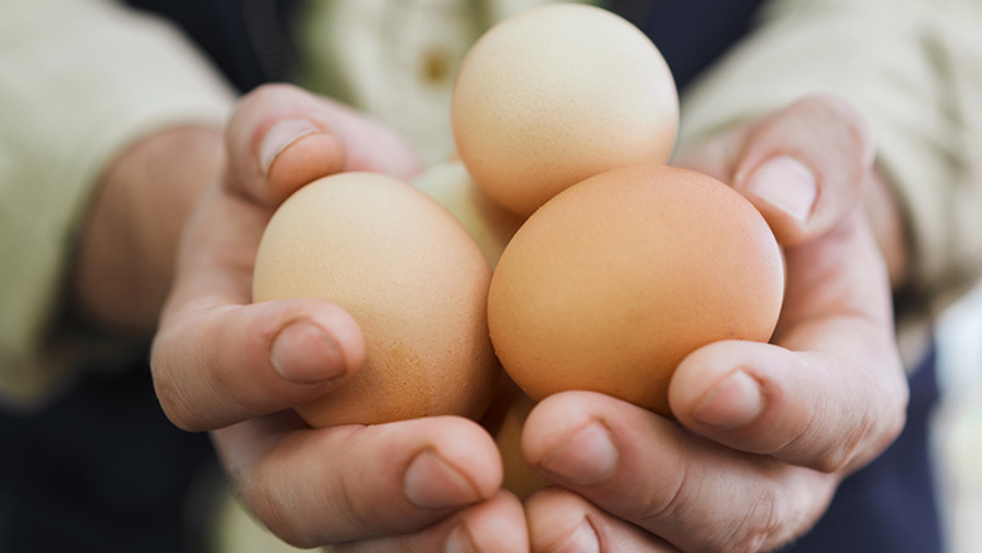 Person holding eggs