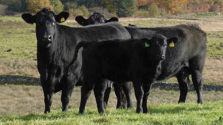 Cows in field