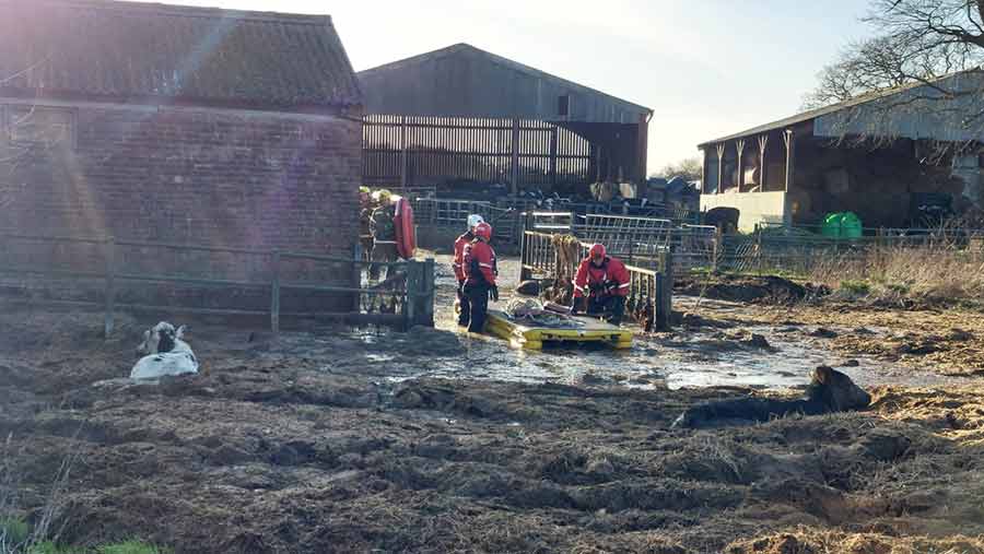 Cows being rescued