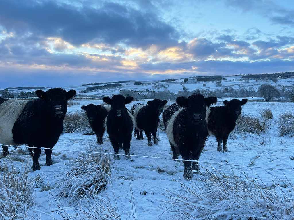 Belted Galloway's in the snow