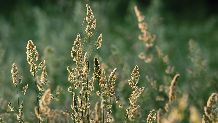 Blooming cocksfoot