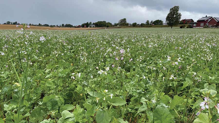 Cover crops trials in Norway