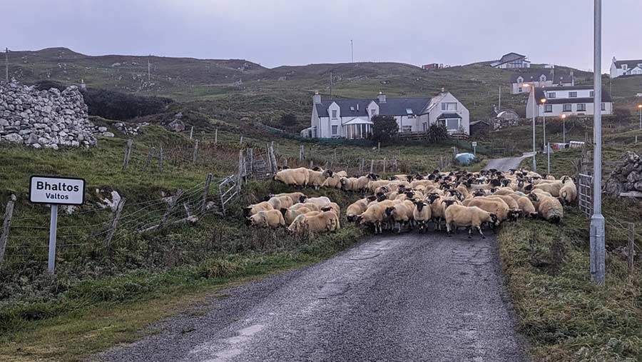 Ewes on a road ready for dipping