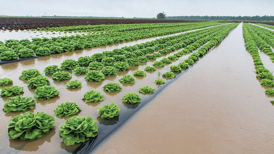 Flooded arable crops