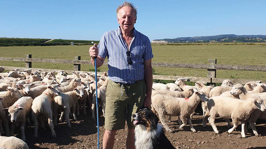 Farmer with border collie and sheep