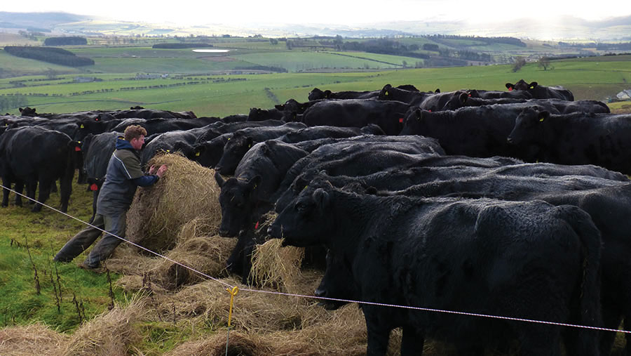 Hardy Sordy outwintering cattle on a bale pod