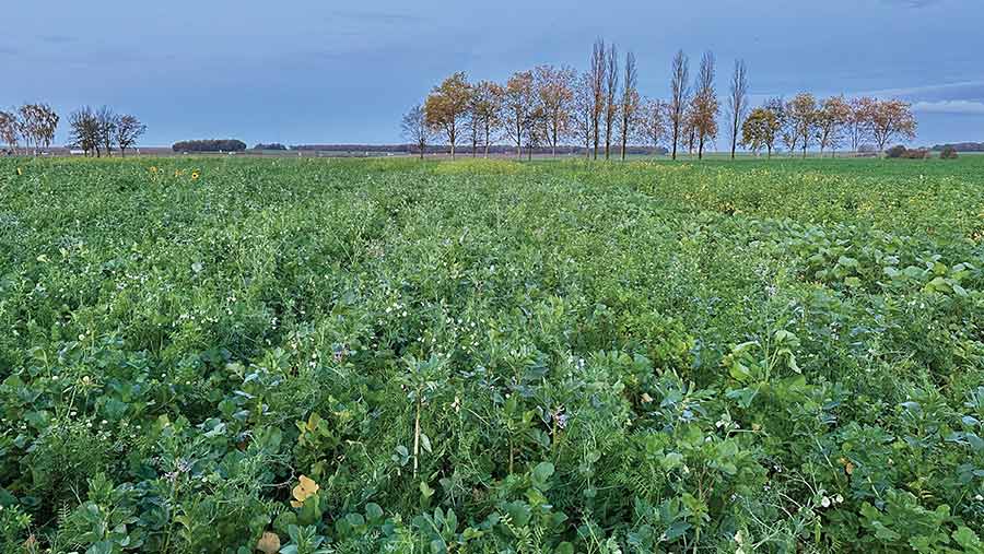 French cover crop trial